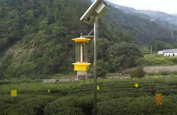 云飛自清蟲(chóng)殺蟲(chóng)燈在五峰茶園出口歐盟茶園